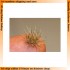 1/72, 1/48, 1/35 Autumn Coloured Grass Tufts (Light)