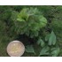Nam Bush set VI (Plastic) for 1/35, 1/48 scales (24mm - 120mm)