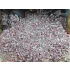 1/35 Bricks Ruins/Debris with Mortar Droppings - Dark Gray & Dark Brick-Red (Ceramic) 150g