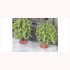 1/87 (HO scale) Tree Ring Bricks (Brick-Red, 10pcs)