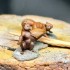 1/35 Squirrel and Pine Nut Set