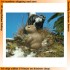 1/35 Animals Set 2 (European) (9pcs)