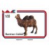 1/35 Bactrian Camel