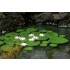 1/48 Low Vegetation - Waterlily