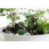 Grass Tufts XL "Field Plants" (green, 42pcs, 12mm)