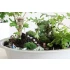 Grass Tufts XL "Field Plants" (green, 42pcs, 12mm)