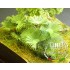 1/35 Birou Woods - Paper Plant kit
