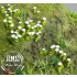 1/35 Daisy - Paper Plant kit