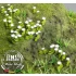 1/35 Daisy - Paper Plant kit
