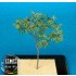 1/35 Brush - Paper Plant kit