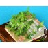 Filicales for All scale - Paper Plant kit
