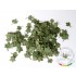 1/35 Green Leaves - Maple
