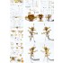 1/350 USS DDG-98 Forrest Sherman Flight IIA Detail-up Set for Trumpeter #04528