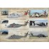 1/72 Wet Decals - Sikorsky S-80 Super Stallion The Complete Set 1.5 Leaf (2 sheets)