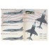 Decals for 1/72 McDonnell Douglas AV-8B Harrier, Units operation Iraqoi Freedom I-VI