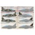 Decal for 1/72 Hawker Siddeley Hawk