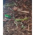 Forest Floor - 125ml Super Detailed Scenic Scatter