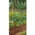 1/48 - 1/35 Jungle Plants Vol.1 (4 different plants)