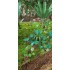 1/48 - 1/35 Jungle Plants Vol.1 (4 different plants)