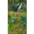 1/48 - 1/35 Jungle Plants Vol.2 (4 different plants)