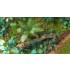 1/48 - 1/35 Jungle Plants Vol.4 (4 different plants)