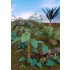 1/48 - 1/35 Jungle Plants Vol.4 (4 different plants)