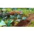 1/48 - 1/35 Jungle Plants Vol.4 (4 different plants)