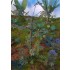 1/48 - 1/35 Jungle Plants Vol.5 (4 different plants)