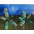 1/48 - 1/35 Banana Trees (2pcs)