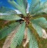 Palm Leaves Type 1 - (24pcs in 3 different sizes w/straight wire)