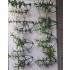 1/35 - 1/16 Plastic Plants - Small Weeds Medium/Light Green