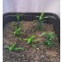 1/35 - 1/16 Plastic Plants - Small Weeds Medium/Light Green