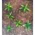 1/35 - 1/16 Plastic Plants - Small Weeds Medium/Light Green