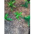 1/35 - 1/16 Plastic Plants - Small Weeds Medium/Light Green