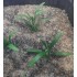 1/35 - 1/16 Plastic Plants - Small Weeds Dark Green