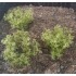 1/35 - 1/16 Plastic Plants - Wild Bushes Light Green (15pcs)