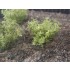 1/35 - 1/16 Plastic Plants - Wild Bushes Light Green (15pcs)