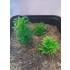 1/35 - 1/16 Plastic Plants - Wild Bushes Spring Green