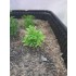1/35 - 1/16 Plastic Plants - Wild Bushes Spring Green