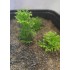 1/35 - 1/16 Plastic Plants - Wild Bushes Spring Green
