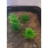 1/35 - 1/16 Plastic Plants - Wild Bushes Spring Green