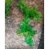 1/35 - 1/16 Plastic Plants - Wild Bushes Medium/Dark Green (15pcs)