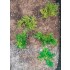 1/35 - 1/16 Plastic Plants - Wild Bushes Medium/Dark Green (15pcs)