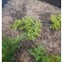 1/35 - 1/16 Plastic Plants - Wild Bushes Medium/Dark Green (15pcs)