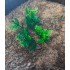 1/35 - 1/16 Plastic Plants - Wild Bushes Medium/Light Green (10pcs)