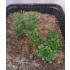 1/35 - 1/16 Plastic Plants - High Bushes Dark Green (7pcs)