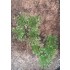 1/35 - 1/16 Plastic Plants - High Bushes Dark Green (7pcs)
