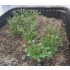 1/35 - 1/16 Plastic Plants - High Bushes Dark Green (7pcs)