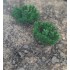 1/35 - 1/16 Plastic Plants - Low Bushes Dark Green (15pcs)