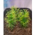 1/35 - 1/16 Plastic Plants - Tall Bushes Medium/Light Green (8pcs)